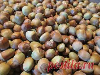 Как создать ореховый сад
Лещина и фундук – редкие гости на наших садовых участках. И это довольно странно, если учесть, сколько стоит один килограмм орехов. На участке в четыре сотки можно создать целый сад из фундуков, которые будут хорошо плодоносить.
О ПОЧВЕ
Фундук предпочитает легкие по механическому составу и богатые органикой почвы. Если земля на участке другая, то ее надо подкорректировать, добавив в посадочную яму песка и перегноя. Причем перегноя нужно сравнительно немного. А песка н