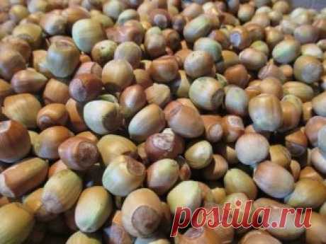 Как создать ореховый сад
Лещина и фундук – редкие гости на наших садовых участках. И это довольно странно, если учесть, сколько стоит один килограмм орехов. На участке в четыре сотки можно создать целый сад из фундуков, которые будут хорошо плодоносить.
О ПОЧВЕ
Фундук предпочитает легкие по механическому составу и богатые органикой почвы. Если земля на участке другая, то ее надо подкорректировать, добавив в посадочную яму песка и перегноя. Причем перегноя нужно сравнительно немного. А песка н