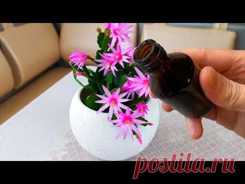 1 Капля И Декабрист Моментально Зацветает!