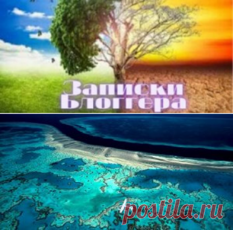 Почему важны коралловые рифы?