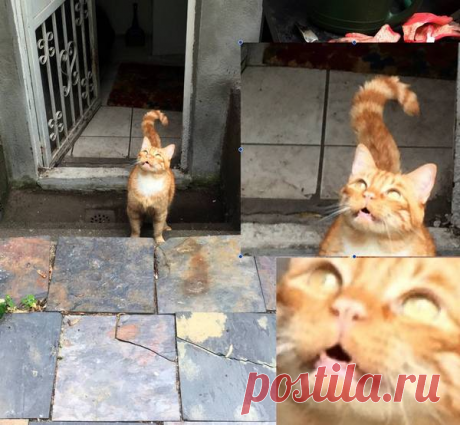 "Сдаюсь! Унесите меня домой!": Эти глаза кошек, которые вышли на улицу первый раз в жизни (+смешные фото) | Лариса Кречетова | Яндекс Дзен