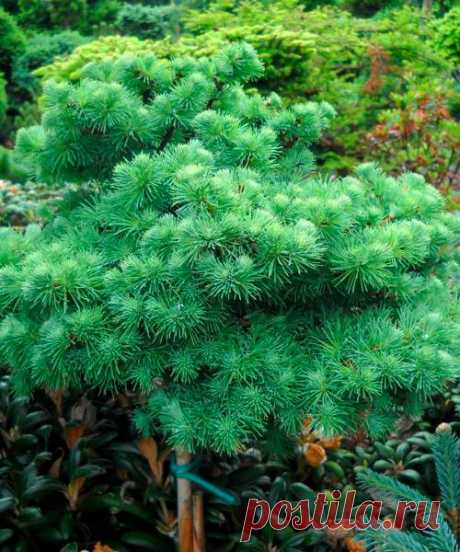 Лиственница японская