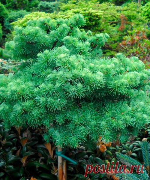 Лиственница японская