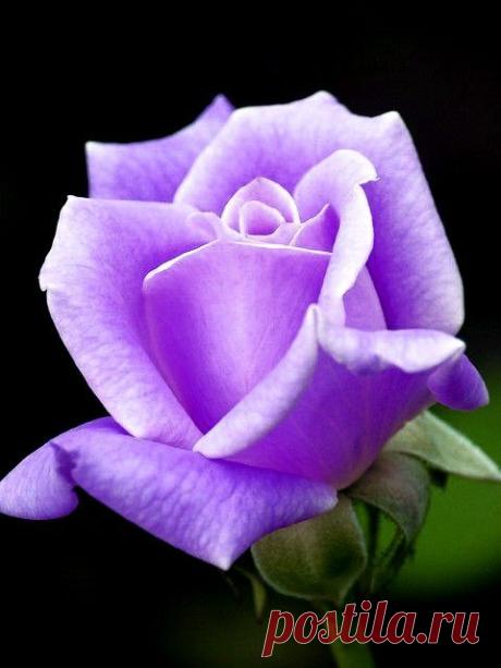 (38) Pinterest