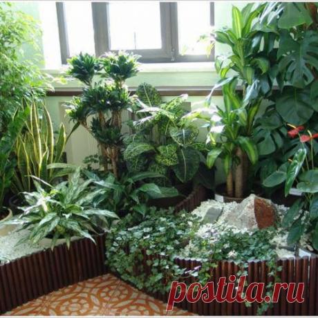 Волшебные примочки для моих цветочков