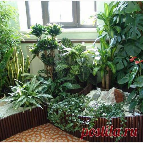 Волшебные примочки для моих цветочков