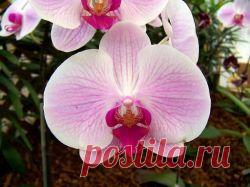Как ухаживать за орхидеями? Советы :: SYL.ru