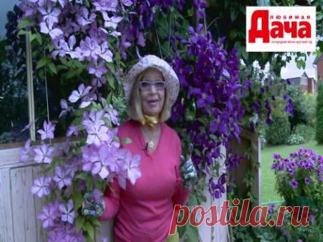 Видео, советы - цветоводам | Записи в рубрике Видео, советы - цветоводам | Дневник огородника