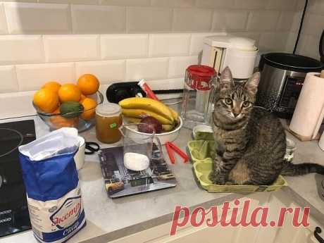 Фото смешных котиков, заряжающих позитивом 🐈(часть 57) | Жила-была Кошка | Яндекс Дзен