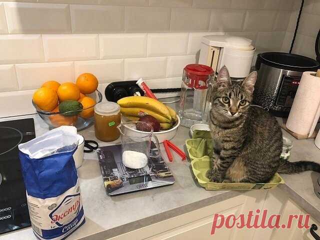 Фото смешных котиков, заряжающих позитивом 🐈(часть 57) | Жила-была Кошка | Яндекс Дзен