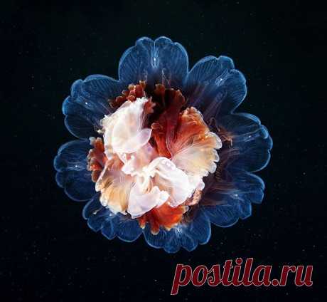Красота медуз в фотографиях Александра Семенова