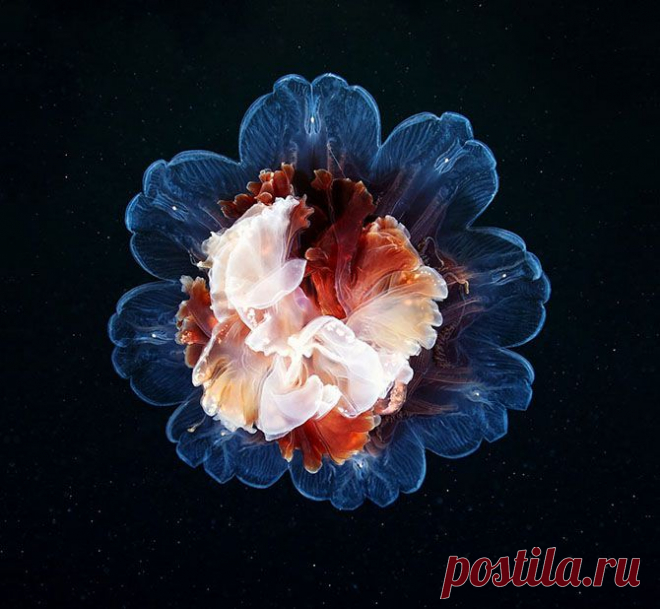 Красота медуз в фотографиях Александра Семенова