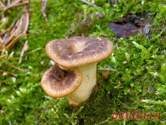 Побалуемся трутовиками? | Это грибы! | Яндекс Дзен