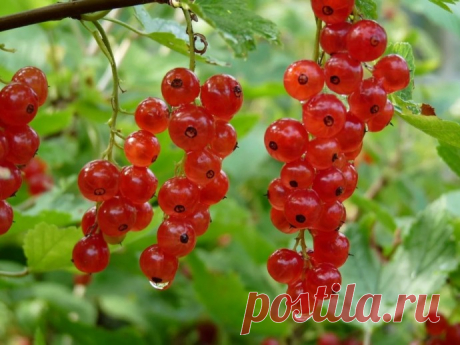 Красная смородина. Посадка. Уход