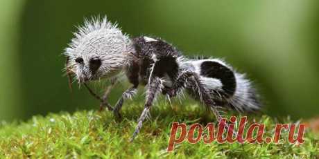 20 Of the Worlds Strangest Creatures