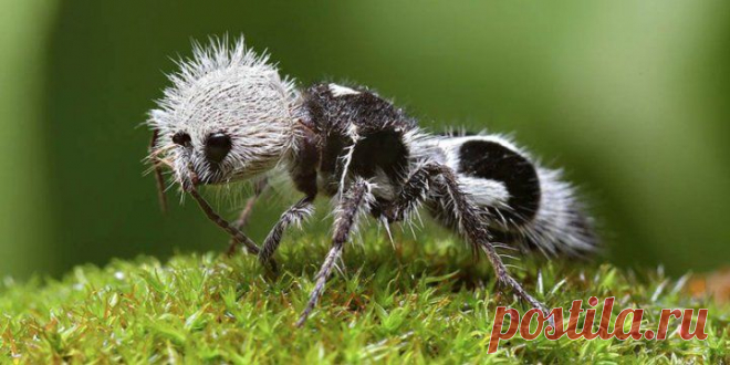 20 Of the Worlds Strangest Creatures