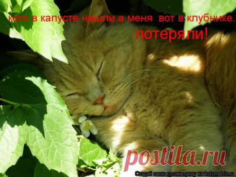 kotomatrix_65.jpg (Изображение JPEG, 750 × 562 пикселов)