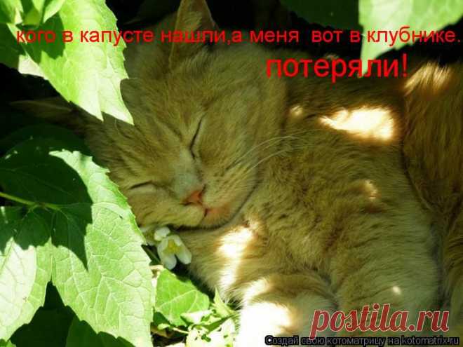 kotomatrix_65.jpg (Изображение JPEG, 750 × 562 пикселов)