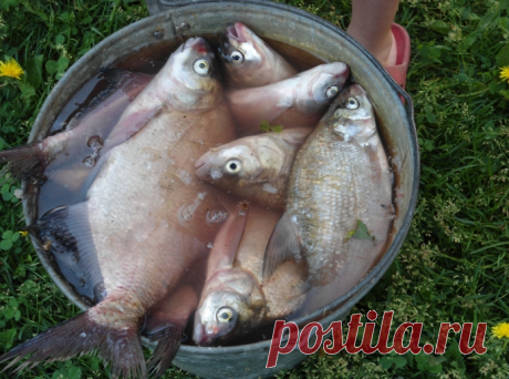 С этой прикормкой для фидера, полный садок горантирован | ПОПЛАВОК | Яндекс Дзен