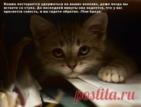 Цитаты знаменитостей о кошках (30 фото) » RadioNetPlus.ru развлекательный портал