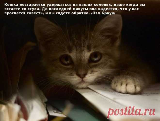 Цитаты знаменитостей о кошках (30 фото) » RadioNetPlus.ru развлекательный портал