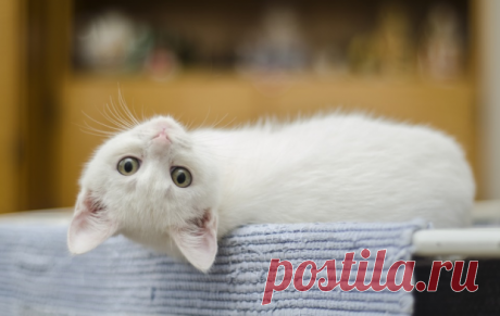 Топ-9 пород кошек с часто встречающимся белым окрасом шерсти