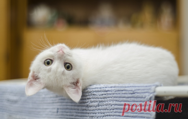 Топ-9 пород кошек с часто встречающимся белым окрасом шерсти