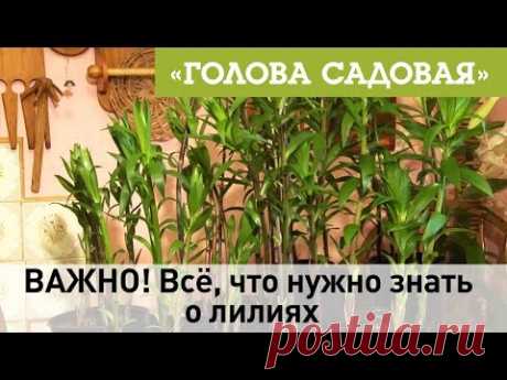 Голова садовая - ВАЖНО! Всё, что нужно знать о лилиях