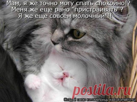 Позитивные зверушки
