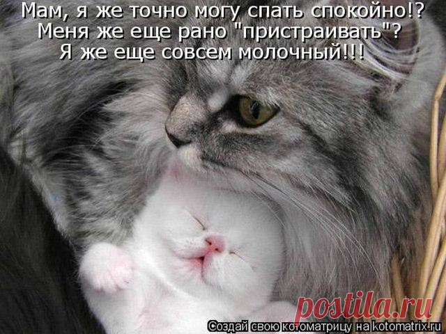 Позитивные зверушки