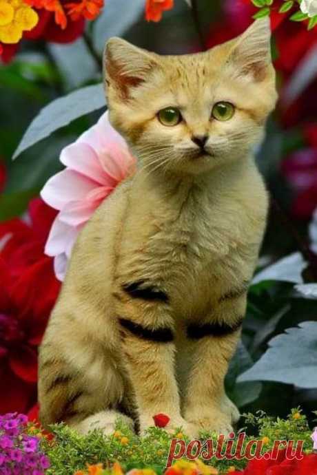 (1195) Pinterest