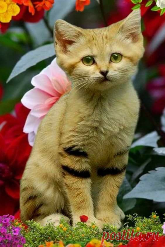 (1195) Pinterest