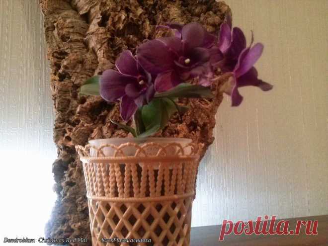 Орхидеи .
Dendrobium  Christmas Red Mai