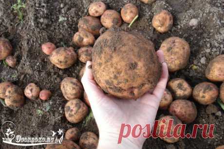 Картофель синеглазка – описание сорта, характеристика, отзывы