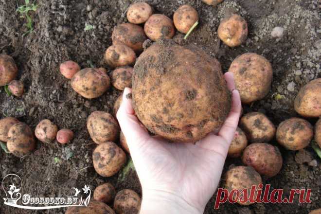 Картофель синеглазка – описание сорта, характеристика, отзывы