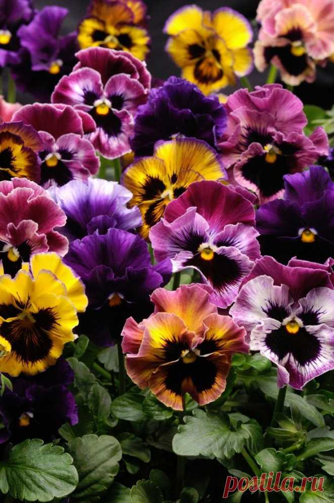 Fizzy fruit salad mix f1 pansy 25 seed they're stunning