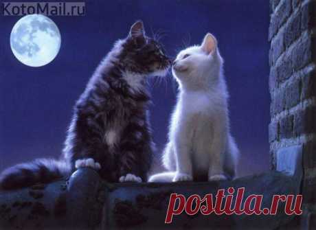 Хочешь, я подарю тебе эту звезду?