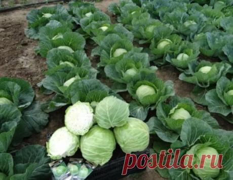 ПРАКТИЧЕСКИЕ СОВЕТЫ ПО ВЫРАЩИВАНИЮ КАПУСТЫ 
 
Ранние сорта белокочанной капусты можно высаживать на почве, где ранее росла репа, томаты, огурцы или лук. Для поздних сортов походит почва, на которой росла картошка, огурец или бобовые культуры. Основное требование при выращивании капусты в открытом грунте – местность должна быть полностью открытой, так как эта культура очень любит свет. 
 
Правила посадки 
Она будет напрямую зависеть от сорта капусты. Для раннего сорта междурядье составляет до 4