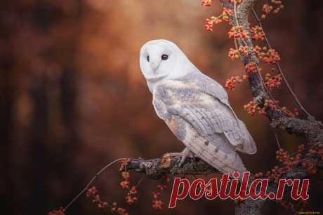 Скачать обои животные, совы, осень, взгляд, ветки, природа, ягоды, дерево, сова, птица, плоды, белая, сипуха из раздела Животные, в разрешении 2000x1334