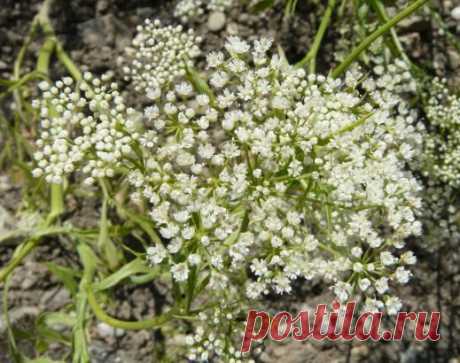 Анис, его свойства, семена, выращивание, описание, применение, пряность.