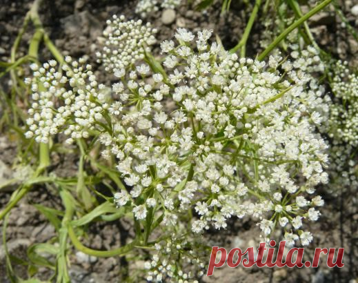 Анис, его свойства, семена, выращивание, описание, применение, пряность.