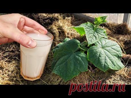 1 Литр под огурцы и огурцы прут как бешеные и болезней нет! 30 вёдер огурцов с куста