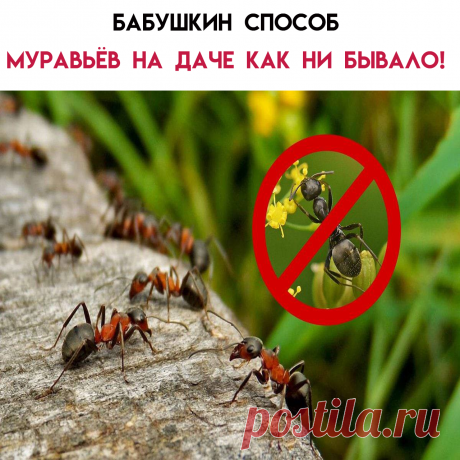 В места жизнедеятельности мурашей нужно набрызгать смесь мёда и борной кислоты, взятых в равных частях.Сладкую массу развести водой, взяв на 20 мл борно-мёдовой массы 1 литр H2O