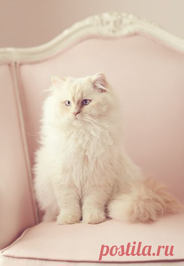 ~CATS~