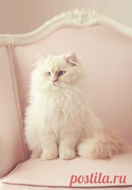 ~CATS~