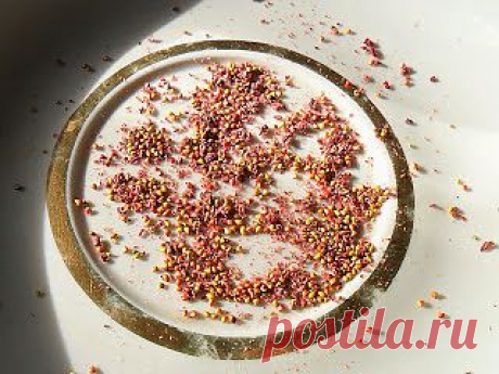 Дача ВИКТОРиЯ: Размножение клубники семенами - 2