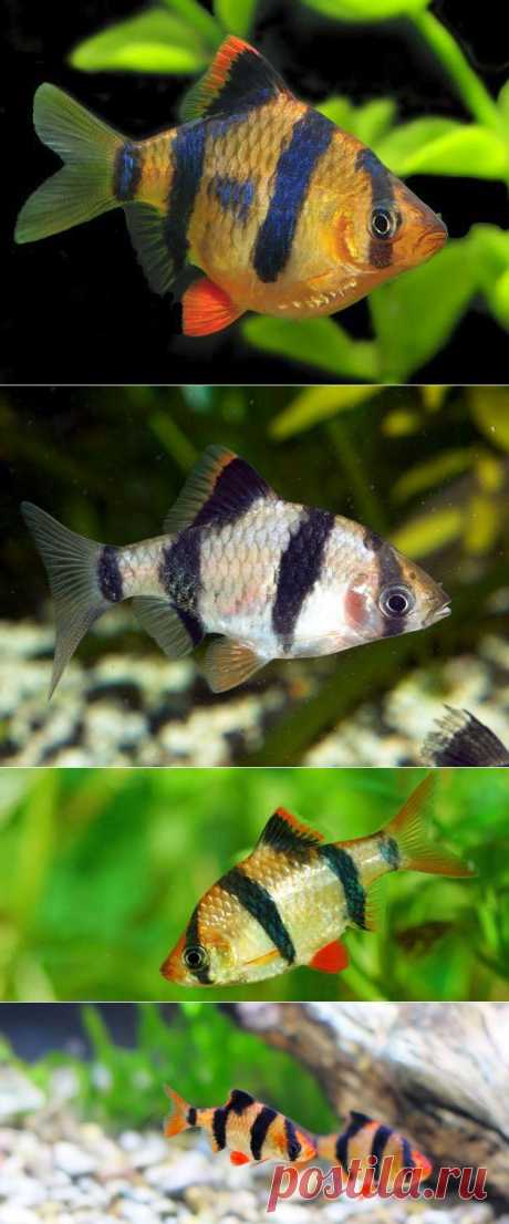 Суматранский барбус (Barbus tetrazona) содержание, кормление и разведение