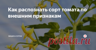 Как распознать сорт томата по внешним признакам Садовод Ольга Анищенко из Томска спрашивает: «При посадке томатов случайно перепутались названия, теперь не знаю, где детерминантный сорт, а где индетерминантный. Есть ли какие-то признаки, чтобы определить, где какие томаты?»
Ветвление побегов томата ботаники называют симподиальным. Это означает, что рост верхушечной почки главного побега прекращается после образования соцветия, а из пазухи верхн
