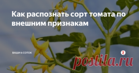 Как распознать сорт томата по внешним признакам Садовод Ольга Анищенко из Томска спрашивает: «При посадке томатов случайно перепутались названия, теперь не знаю, где детерминантный сорт, а где индетерминантный. Есть ли какие-то признаки, чтобы определить, где какие томаты?»
Ветвление побегов томата ботаники называют симподиальным. Это означает, что рост верхушечной почки главного побега прекращается после образования соцветия, а из пазухи верхн
