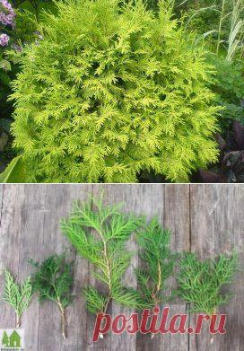 как размножить тую вегететивным путем